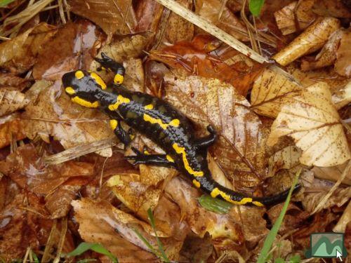 Foltos szalamandra