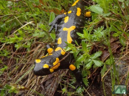 Foltos szalamandra